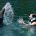 Dolphin Encounters in Cancun: What Makes Them Unique?