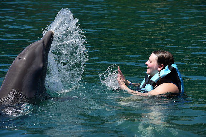 Dolphin Encounters in Cancun: What Makes Them Unique?